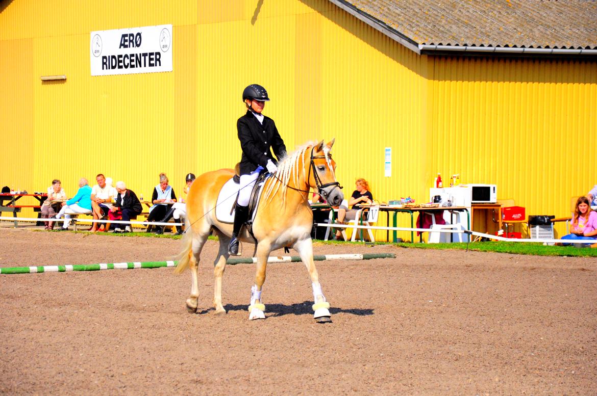 Haflinger Unikka Stald Friis billede 43