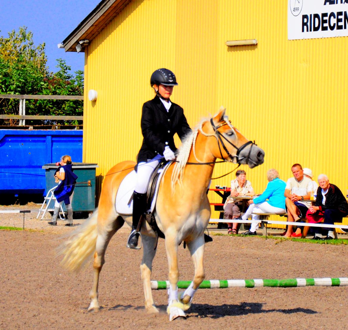 Haflinger Unikka Stald Friis billede 45