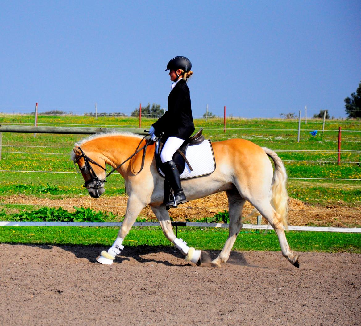 Haflinger Unikka Stald Friis billede 46