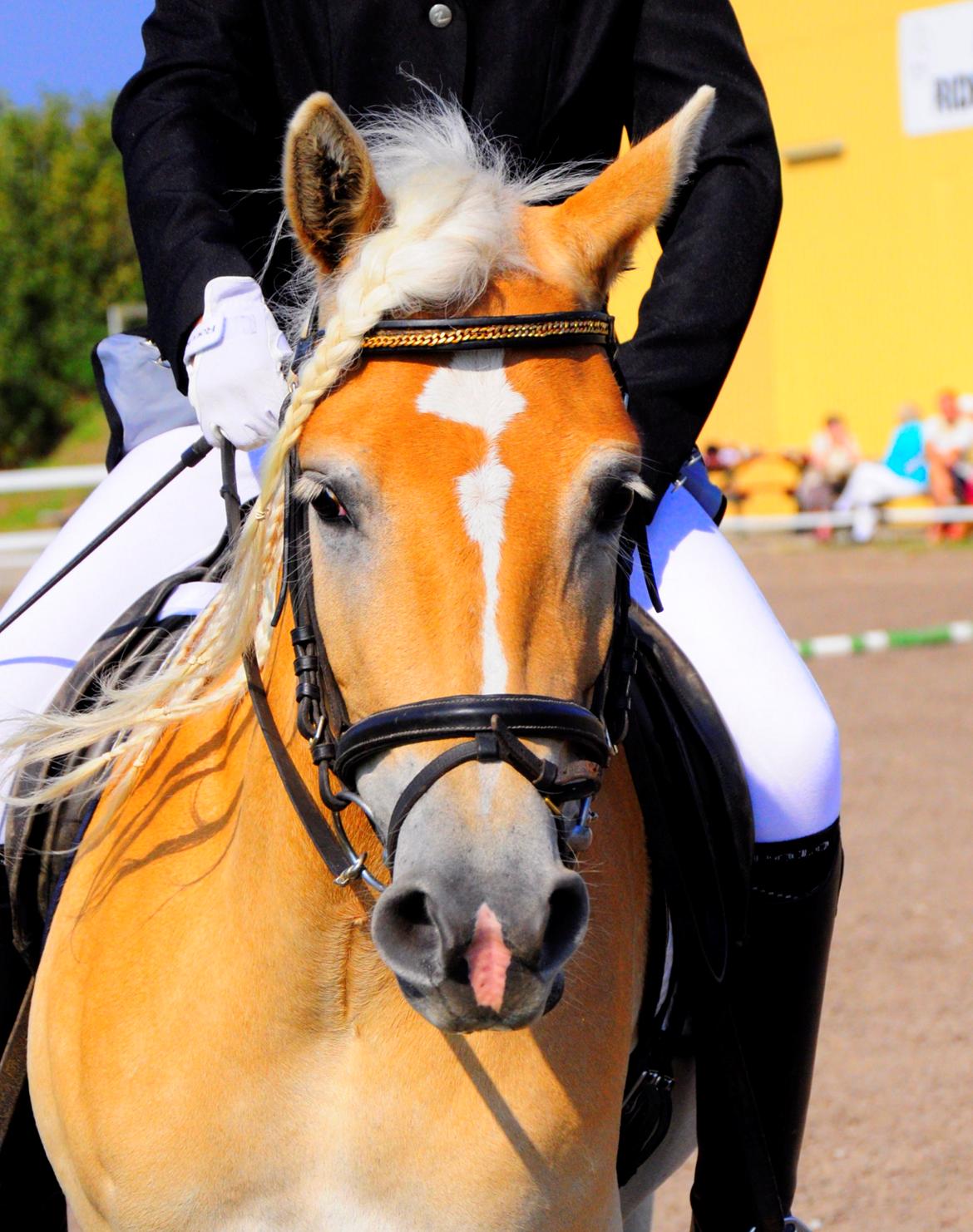 Haflinger Unikka Stald Friis billede 47