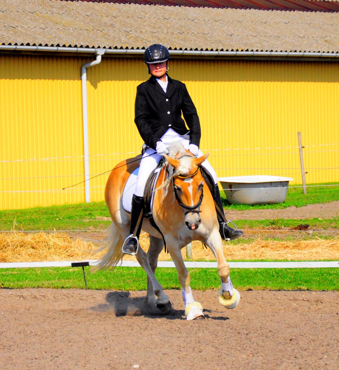 Haflinger Unikka Stald Friis billede 48