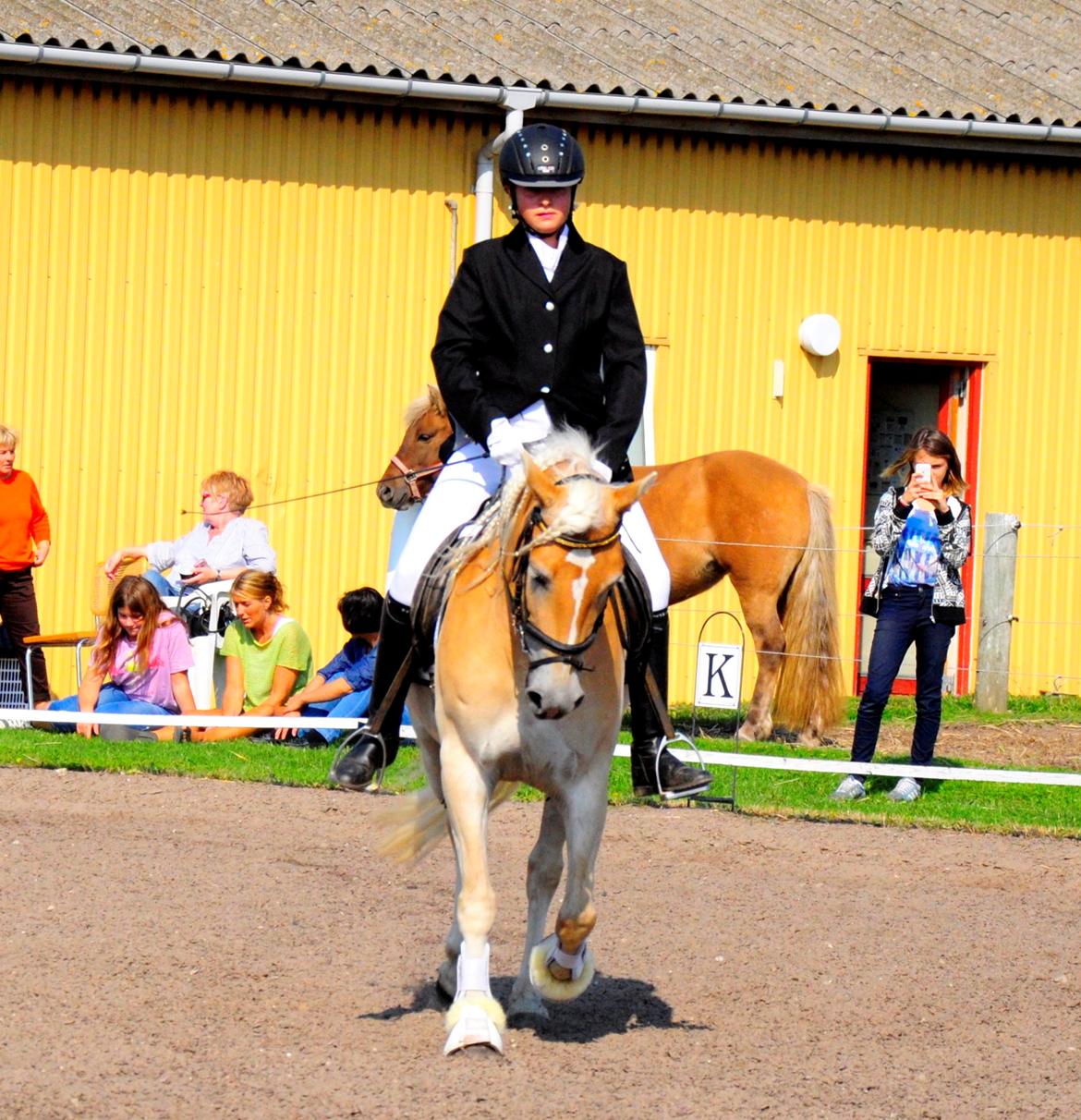 Haflinger Unikka Stald Friis billede 49