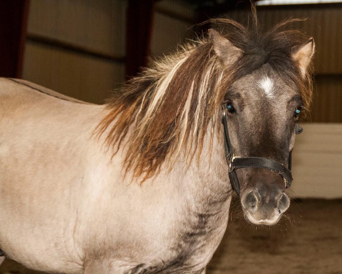 Shetlænder Østergårdens Combardo ''Pony'' billede 11