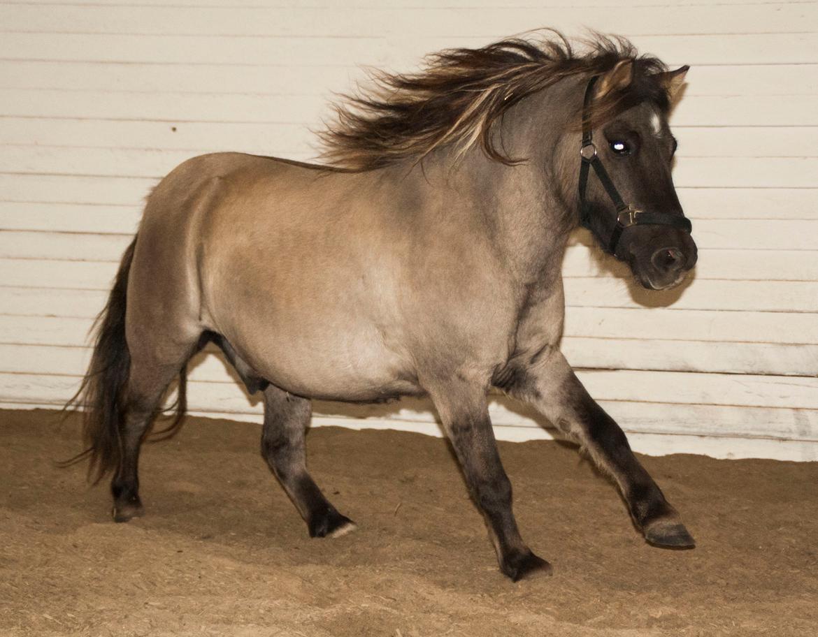 Shetlænder Østergårdens Combardo ''Pony'' billede 3