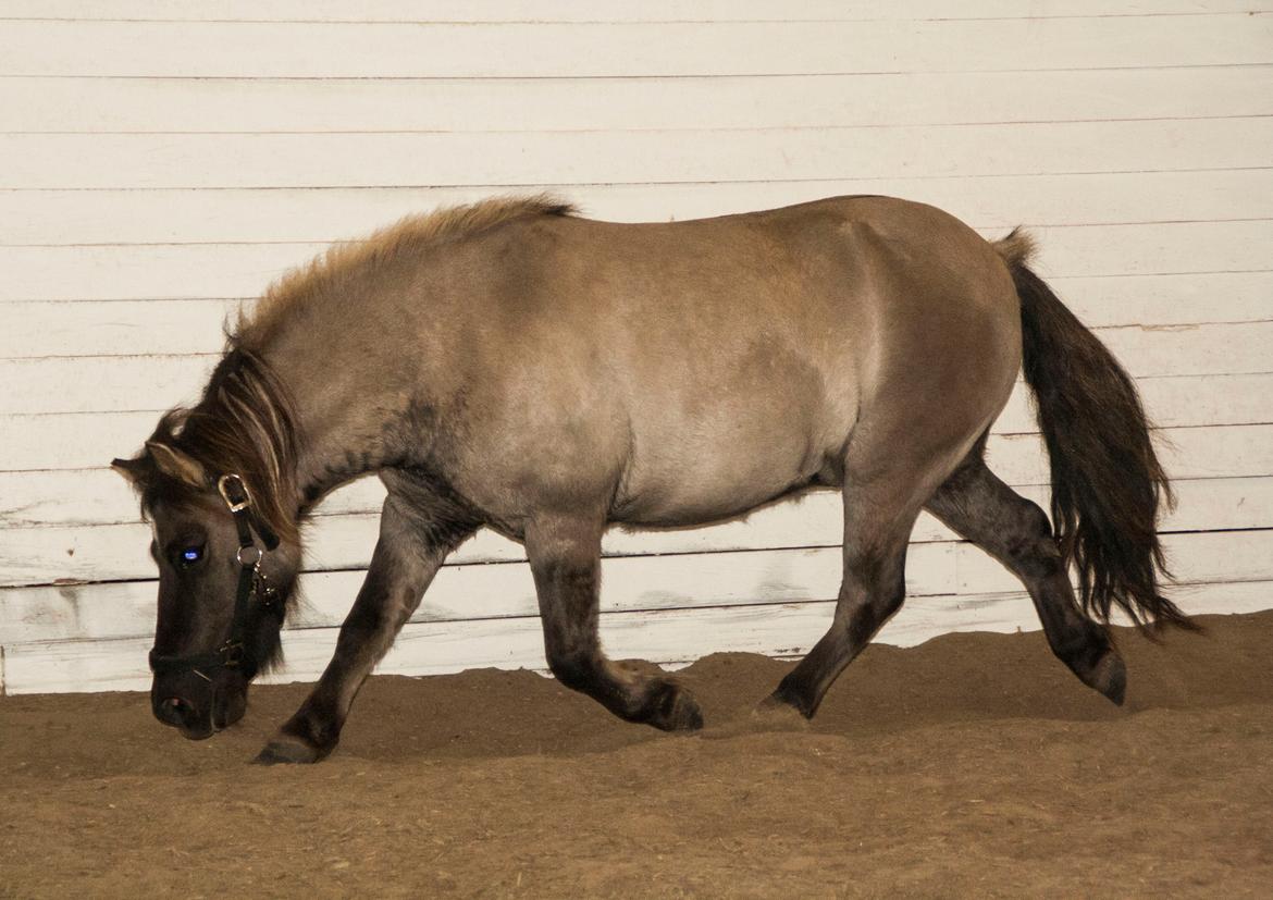 Shetlænder Østergårdens Combardo ''Pony'' billede 7