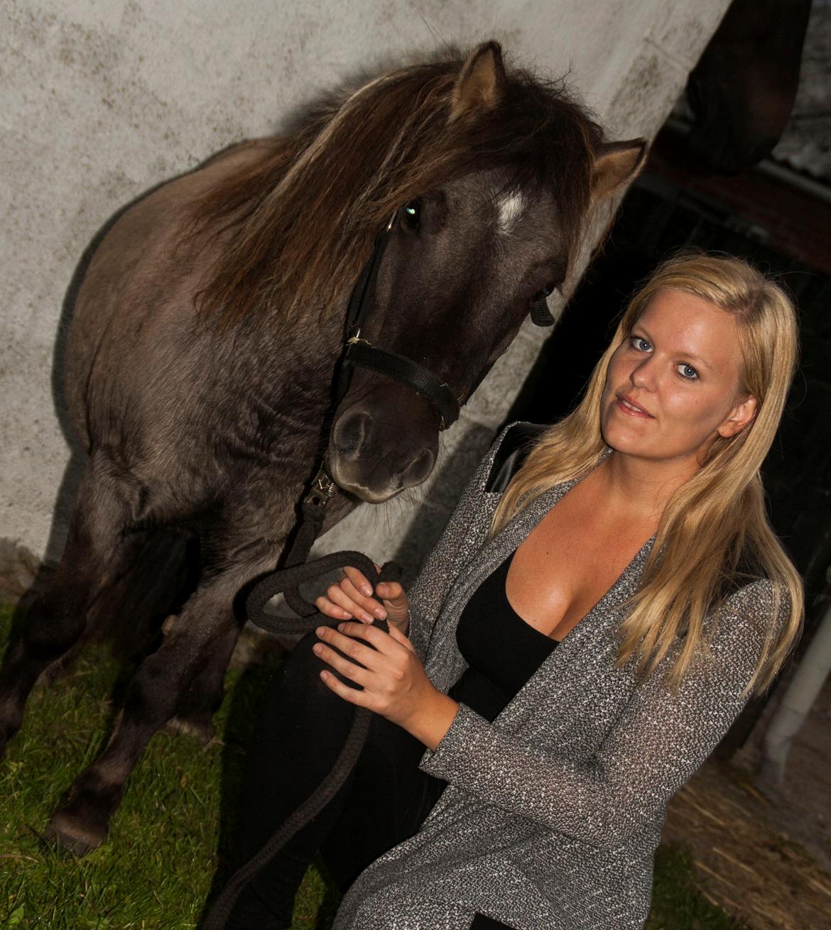 Shetlænder Østergårdens Combardo ''Pony'' billede 2