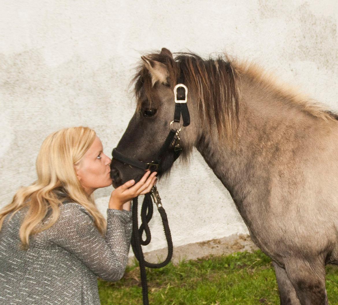 Shetlænder Østergårdens Combardo ''Pony'' billede 10