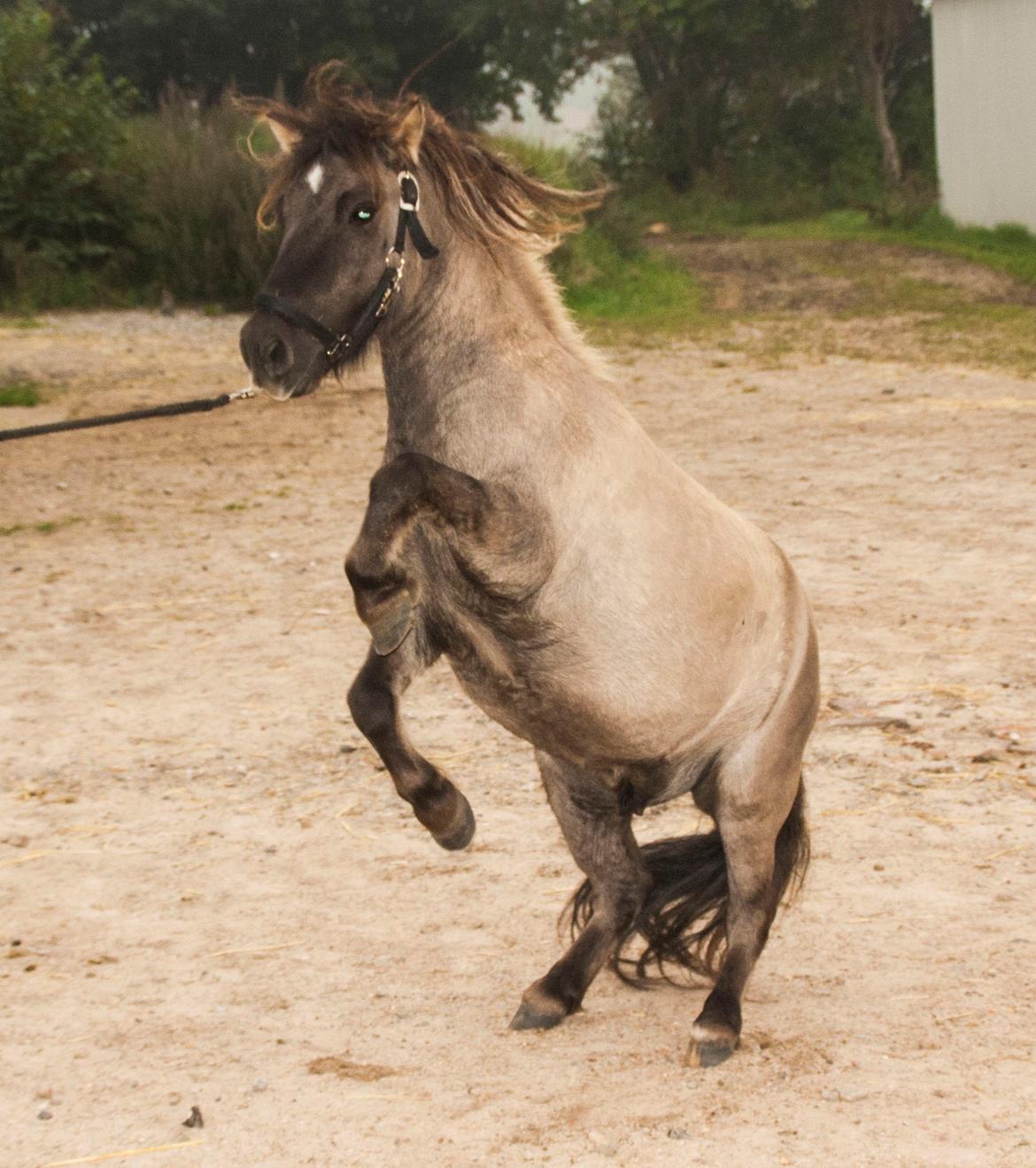 Shetlænder Østergårdens Combardo ''Pony'' billede 15