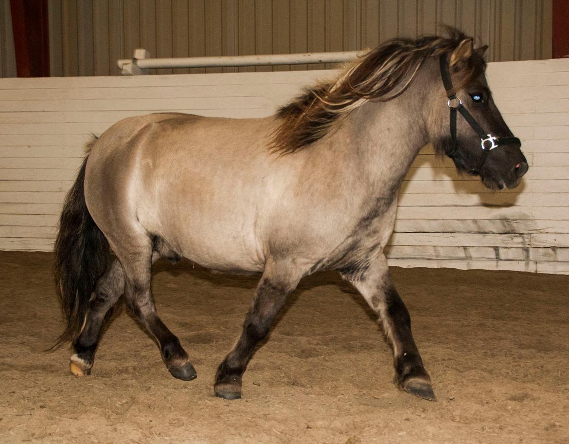 Shetlænder Østergårdens Combardo ''Pony'' billede 8