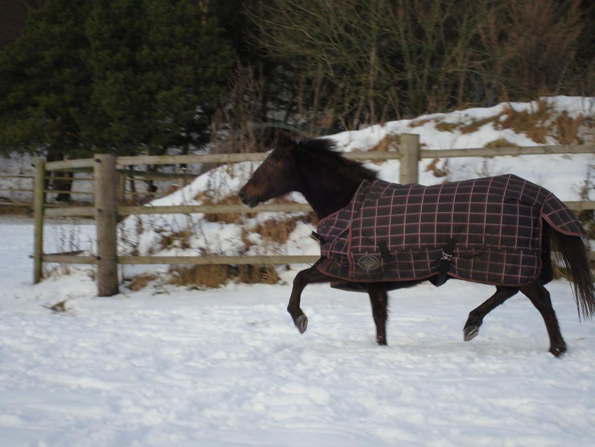 New Forest Bella - "Juhuu! SNE" billede 6