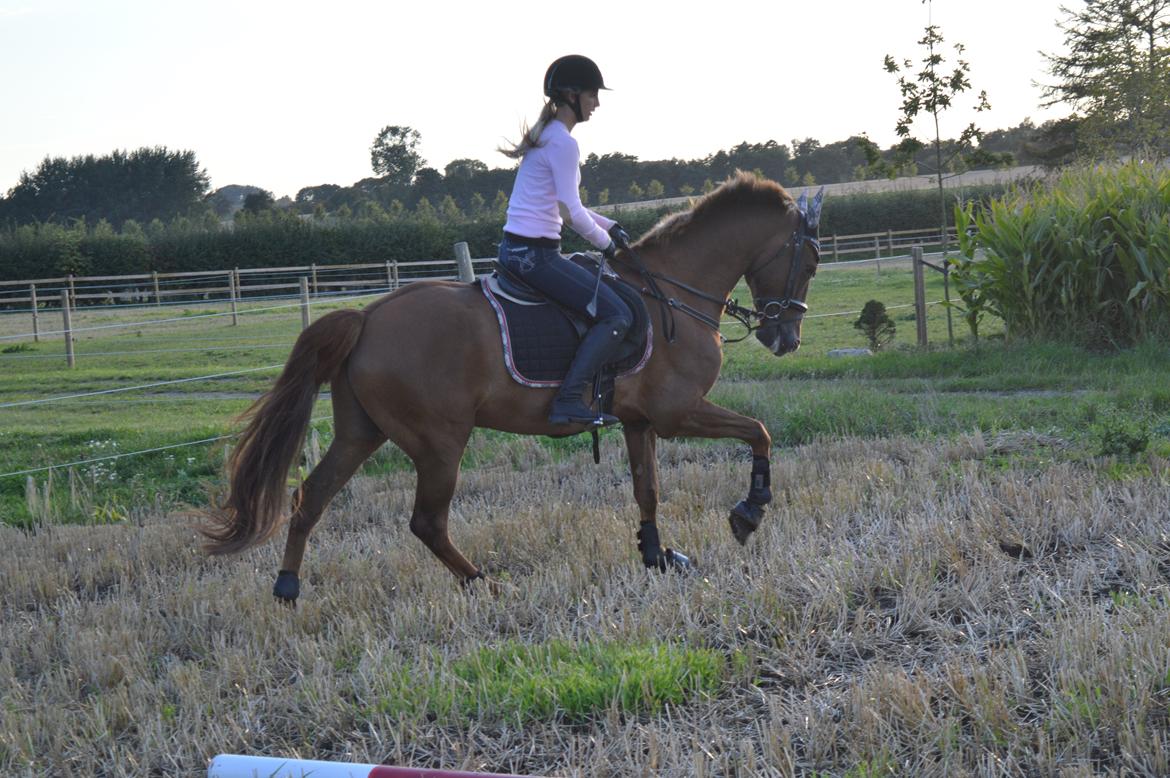 Anden særlig race Ricardo billede 2