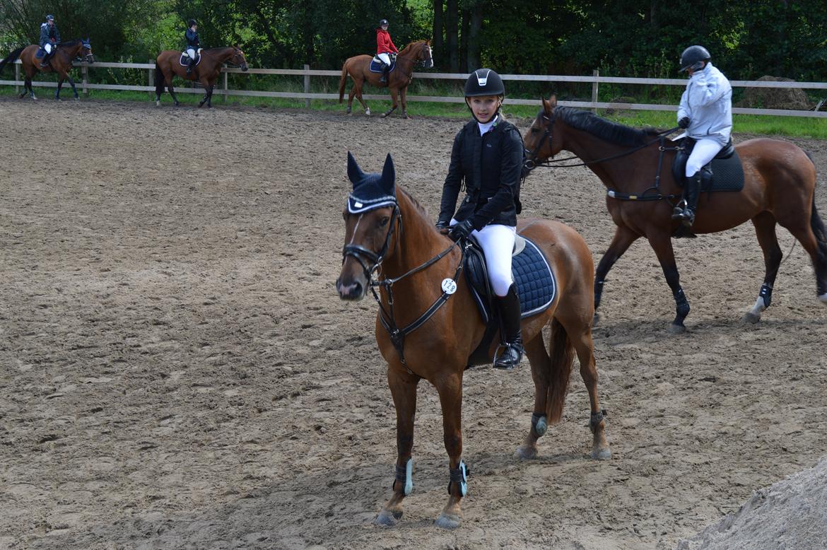 Anden særlig race Ricardo billede 43