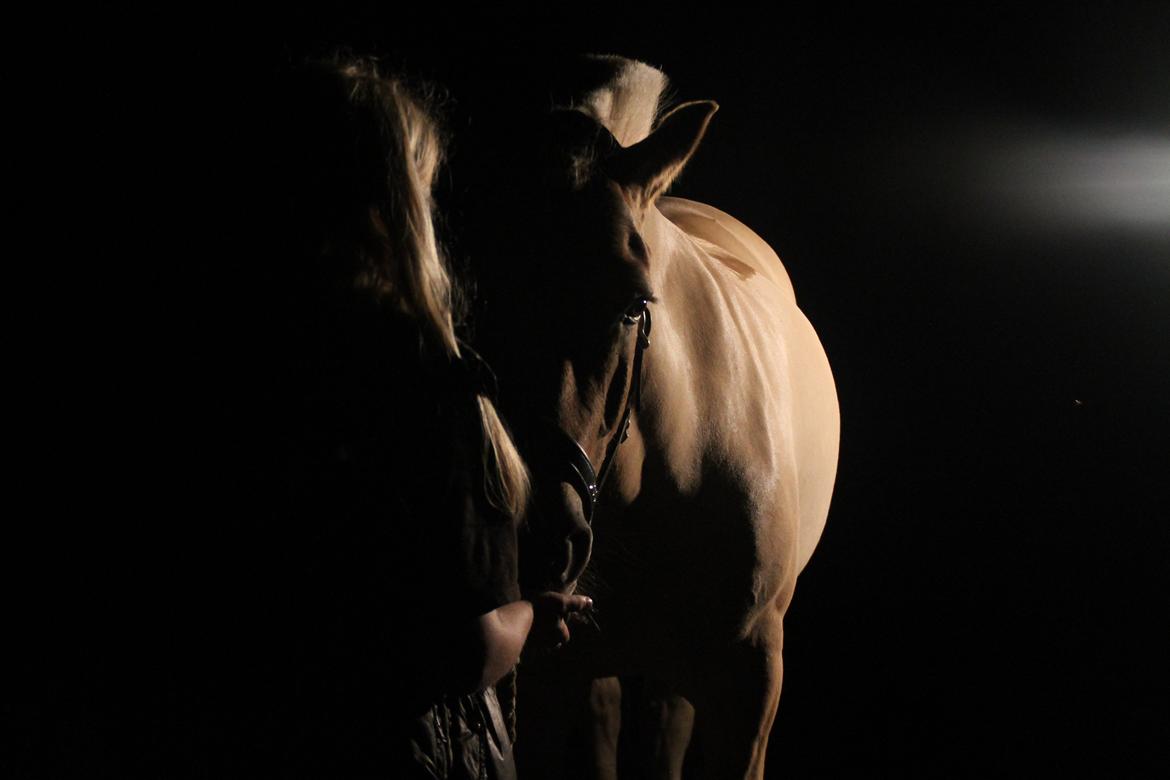 Fjordhest Baungaards odin billede 3