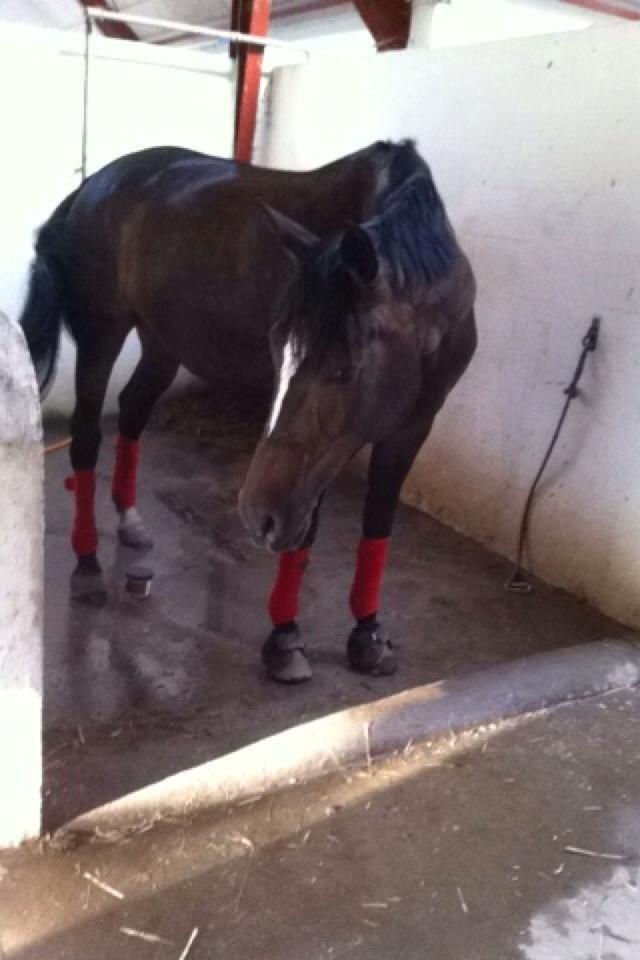 Dansk Varmblod Lillemarkens Cirkeline - Svedig Snitte efter fed ridetur <3 billede 14