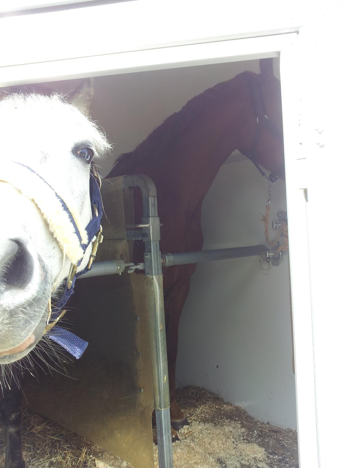 Anden særlig race Diddl (Seruphus's Diddl) - Selvfie!! billede 8