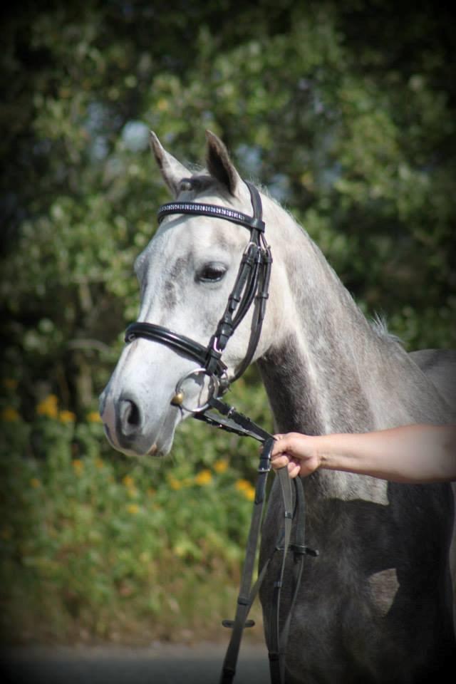 Anden særlig race Diddl (Seruphus's Diddl) - Diddl til fotoshoot billede 9