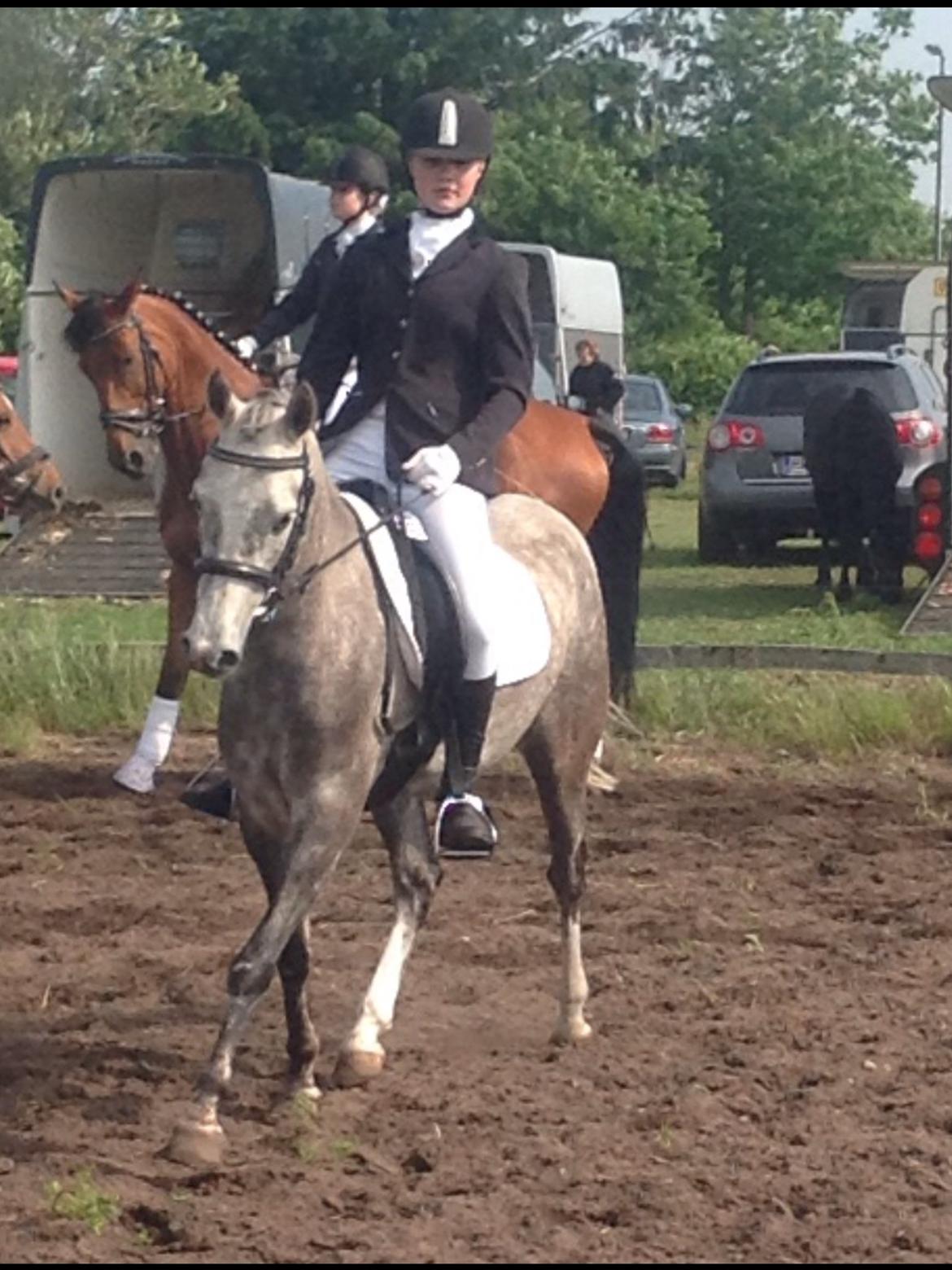 Anden særlig race Diddl (Seruphus's Diddl) - Dressur stævne billede 11