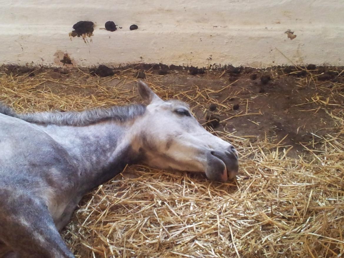 Anden særlig race Diddl (Seruphus's Diddl) - Sovetryne billede 12