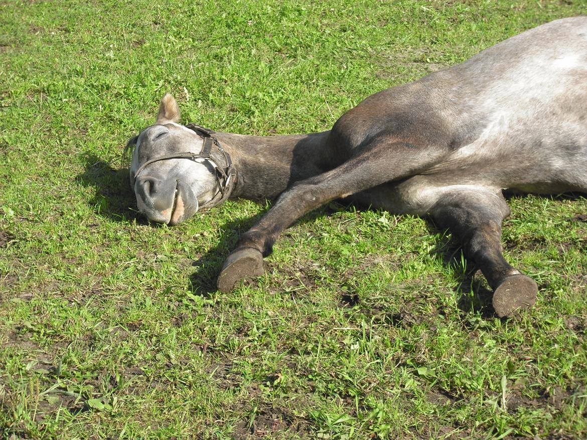 Anden særlig race Diddl (Seruphus's Diddl) - Igen sover han;-) billede 14