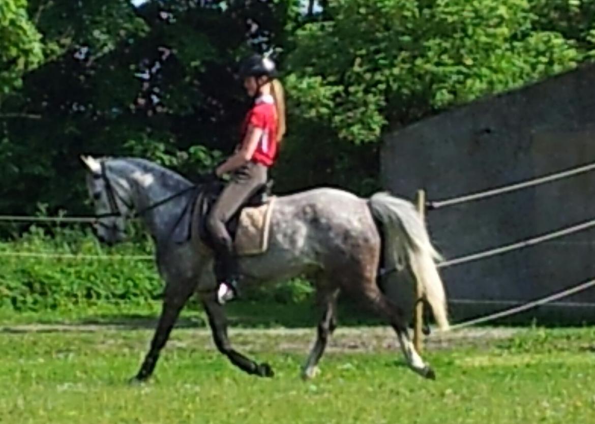 Anden særlig race Diddl (Seruphus's Diddl) - Dressur træning billede 15