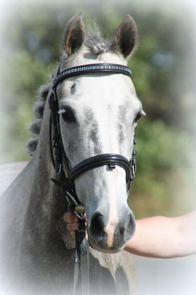 Anden særlig race Diddl (Seruphus's Diddl) - Diddl til fotoshoot billede 1