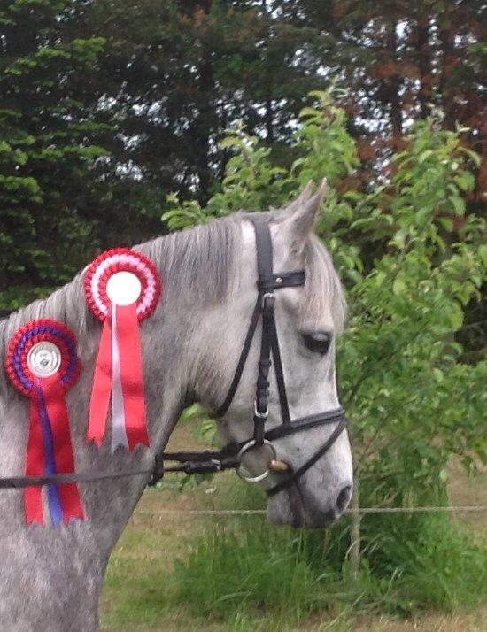 Anden særlig race Diddl (Seruphus's Diddl) - Diddl med en 1. plads i LC spring og en sløjfe fra en LD mtode B0 billede 2