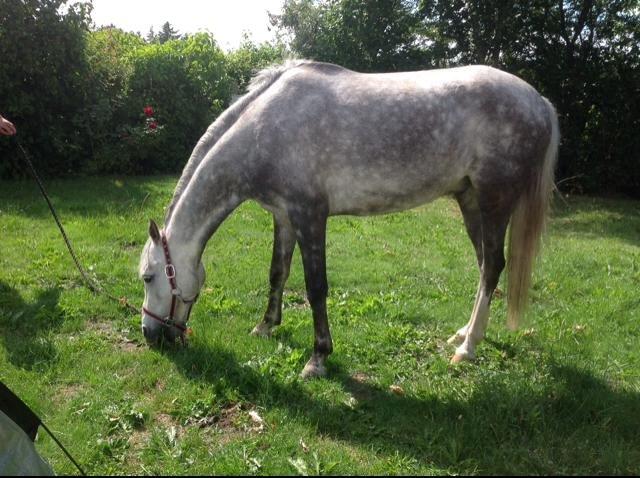 Anden særlig race Diddl (Seruphus's Diddl) - Diddl spriser græs i haven billede 19