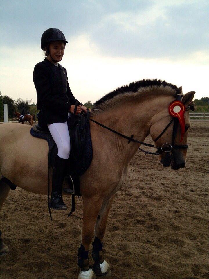 Fjordhest Alfa A guren (rideskole hest) - til springstævne<3 billede 13