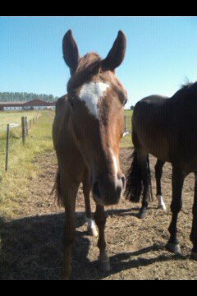 Dansk Varmblod Ejerbækgårds Zackary*Røde* billede 7