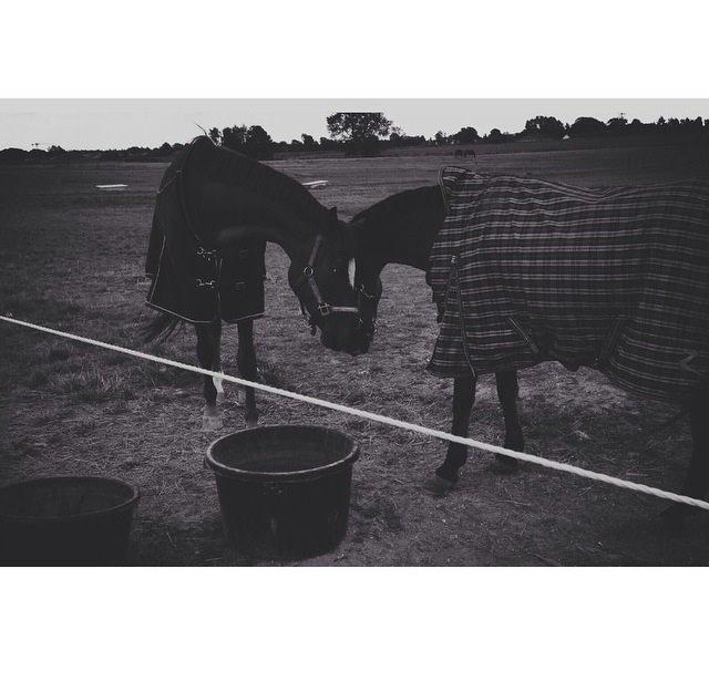 Dansk Varmblod Ejerbækgårds Zackary*Røde* billede 8