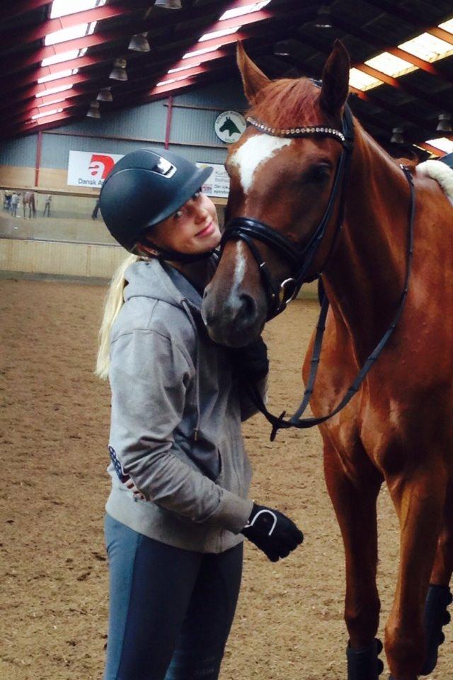 Dansk Varmblod Ejerbækgårds Zackary*Røde* billede 9