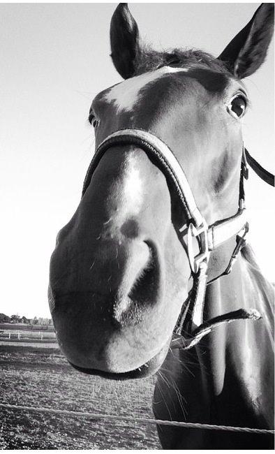 Dansk Varmblod Ejerbækgårds Zackary*Røde* billede 10