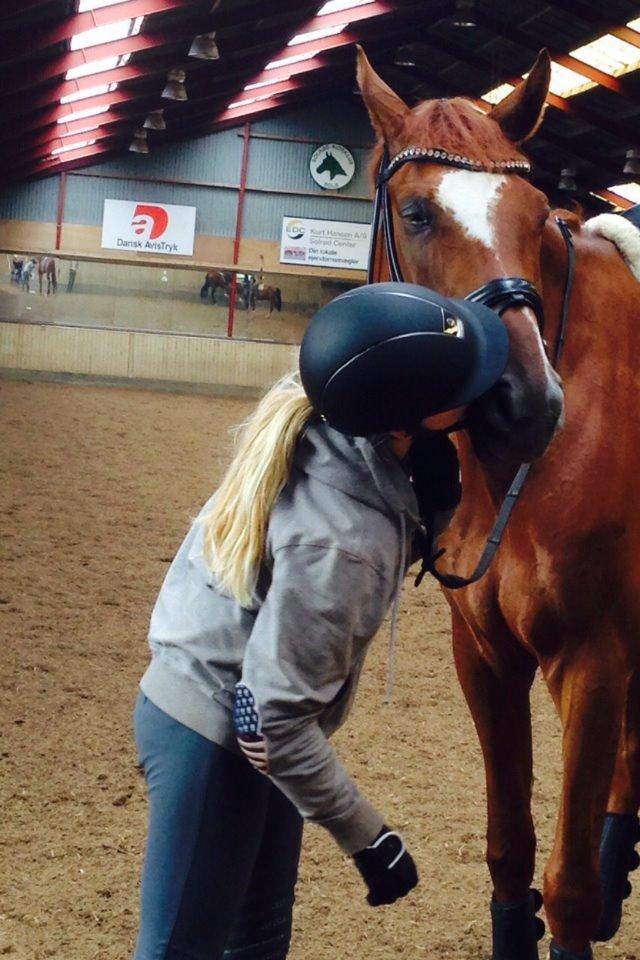 Dansk Varmblod Ejerbækgårds Zackary*Røde* billede 11