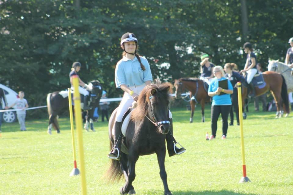 Islænder Gæfa fra Hejelte  - Gæfa nr 3 sjællandsk mesterskab 2014 billede 3