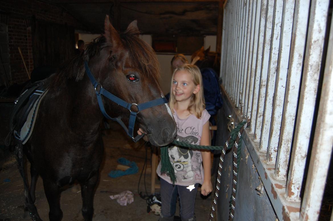 New Forest Bella - sadler af efter en ridetur  billede 8