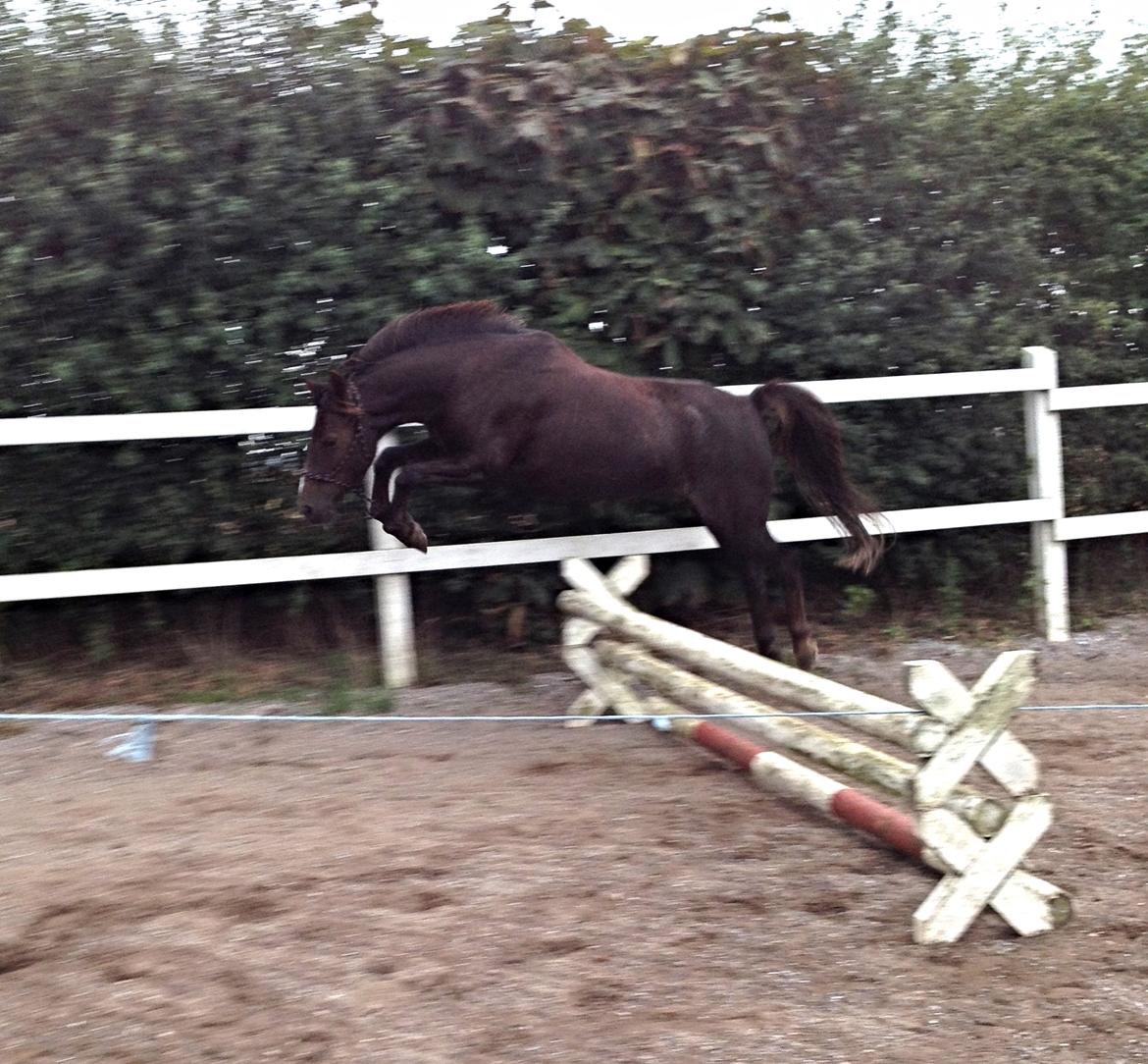 New Forest Bella - "Jeg flyver over springet" billede 10