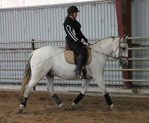 Lipizzaner Maestoso Thais II billede 1
