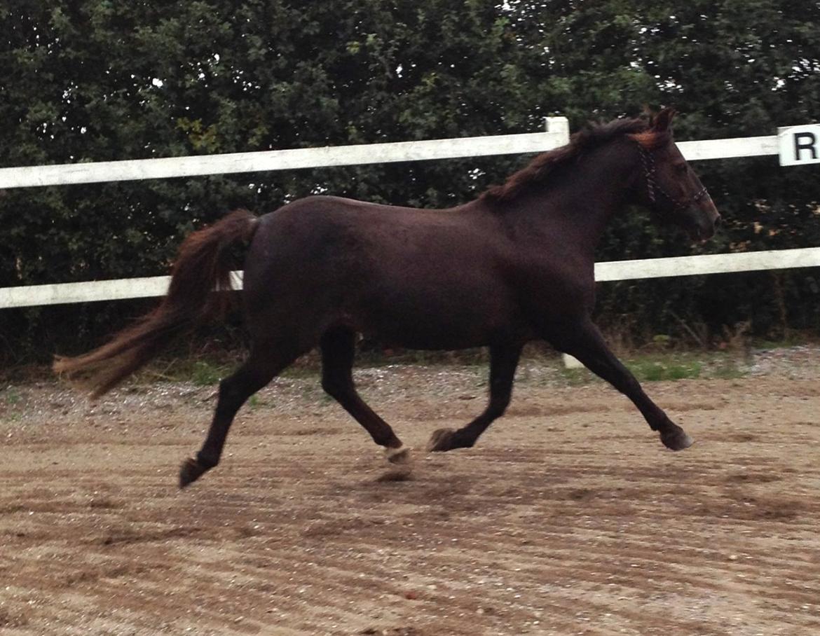 New Forest Bella - "Min charmerende fritrav"😊 billede 12