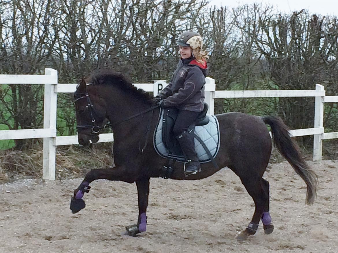 New Forest Bella billede 14