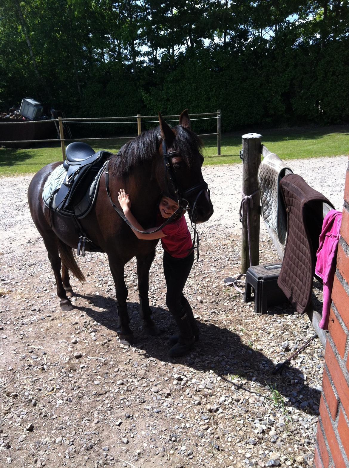 New Forest Bella - Vi hygger efter ridning en sommerdag billede 15