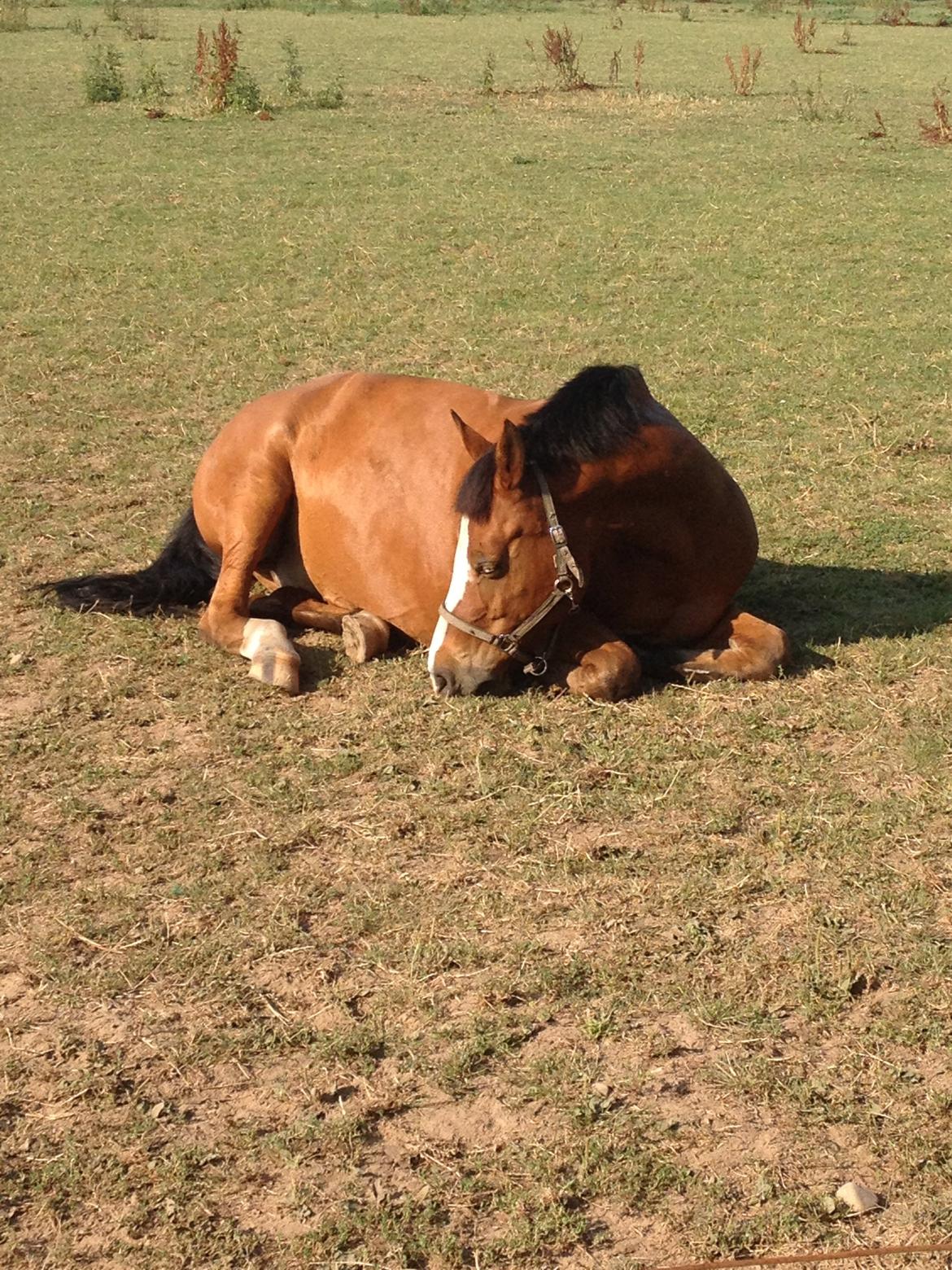 Tysk Sportspony Kong Arthur [Kongen<3] billede 8
