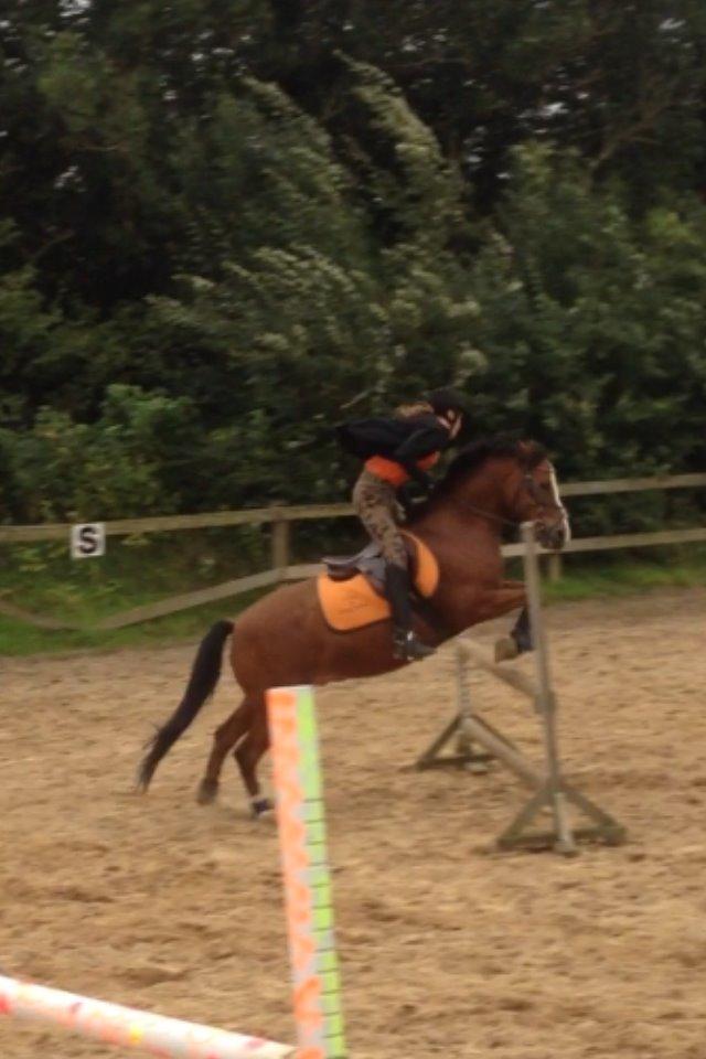 Tysk Sportspony Kong Arthur [Kongen<3] billede 1