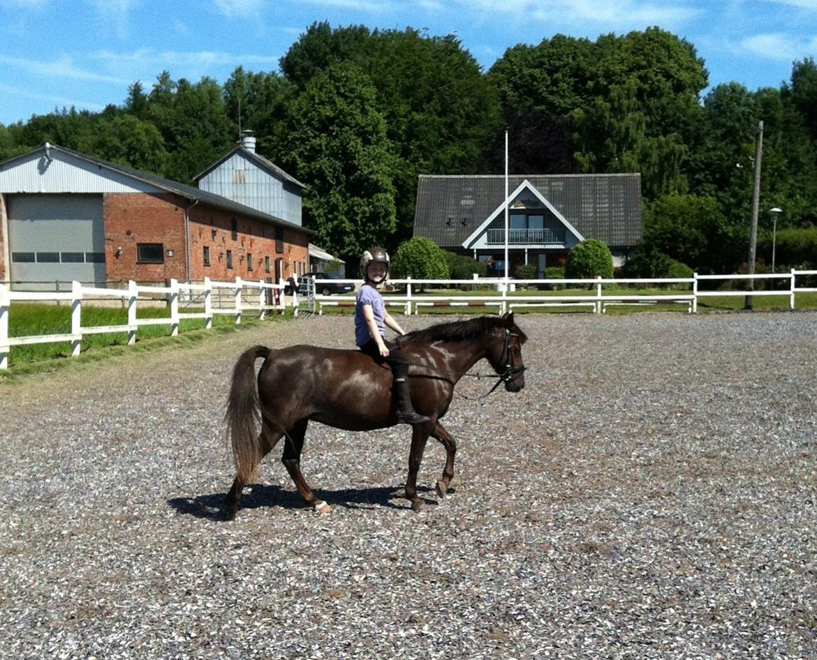 New Forest Bella - "Hvor dejligt en tur uden sadel" billede 16