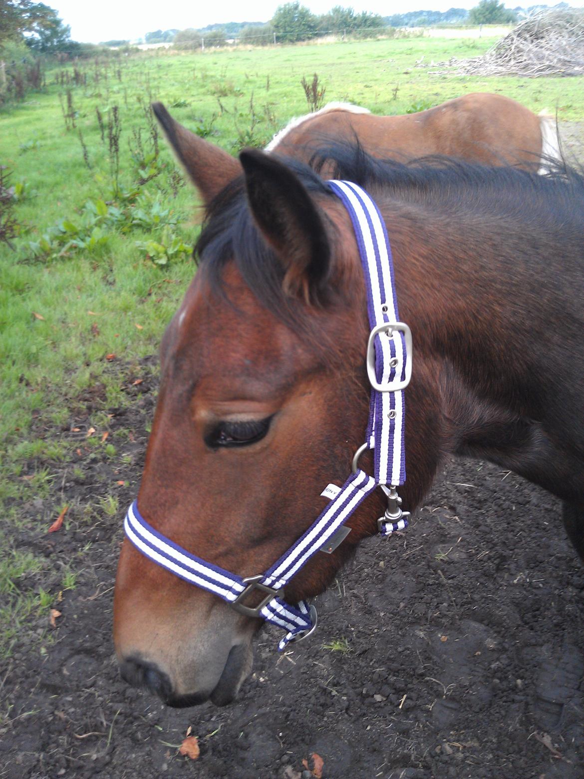 Anden særlig race Cheri billede 5