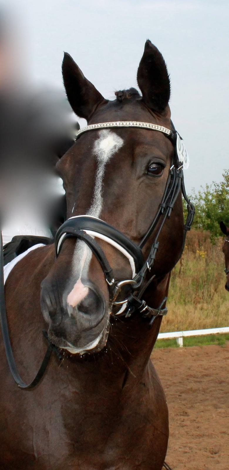 Dansk Varmblod Madonna - Fra deres første stævne i lang tid :-) (Har lige sløret min mor) Efterår 2014 Foto: IKJ © billede 1