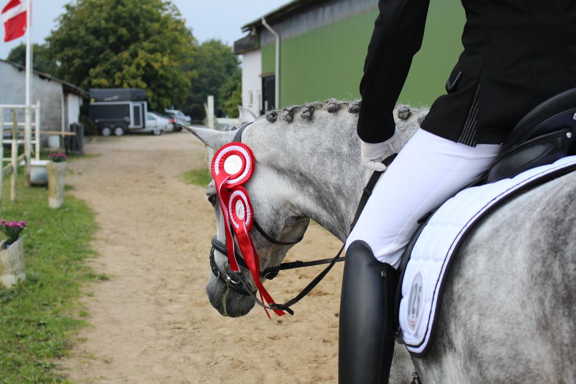 Connemara Mosegårdens Mascha  -  ja! hvad skal jeg sige... love you skatte!!!<3:* billede 12