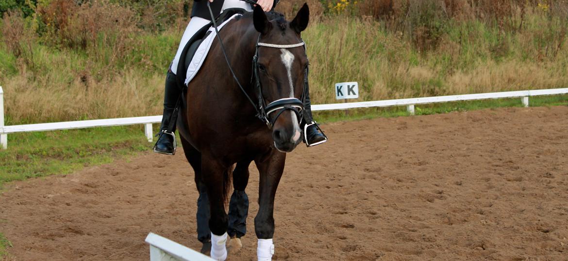 Dansk Varmblod Madonna - Til stævne :-) Efterår 2014 Foto: IKJ © billede 6