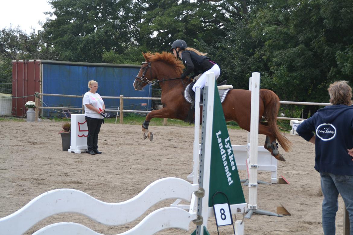 Hollandsk Sportspony Mon Cheval - Flyvende som altid billede 23