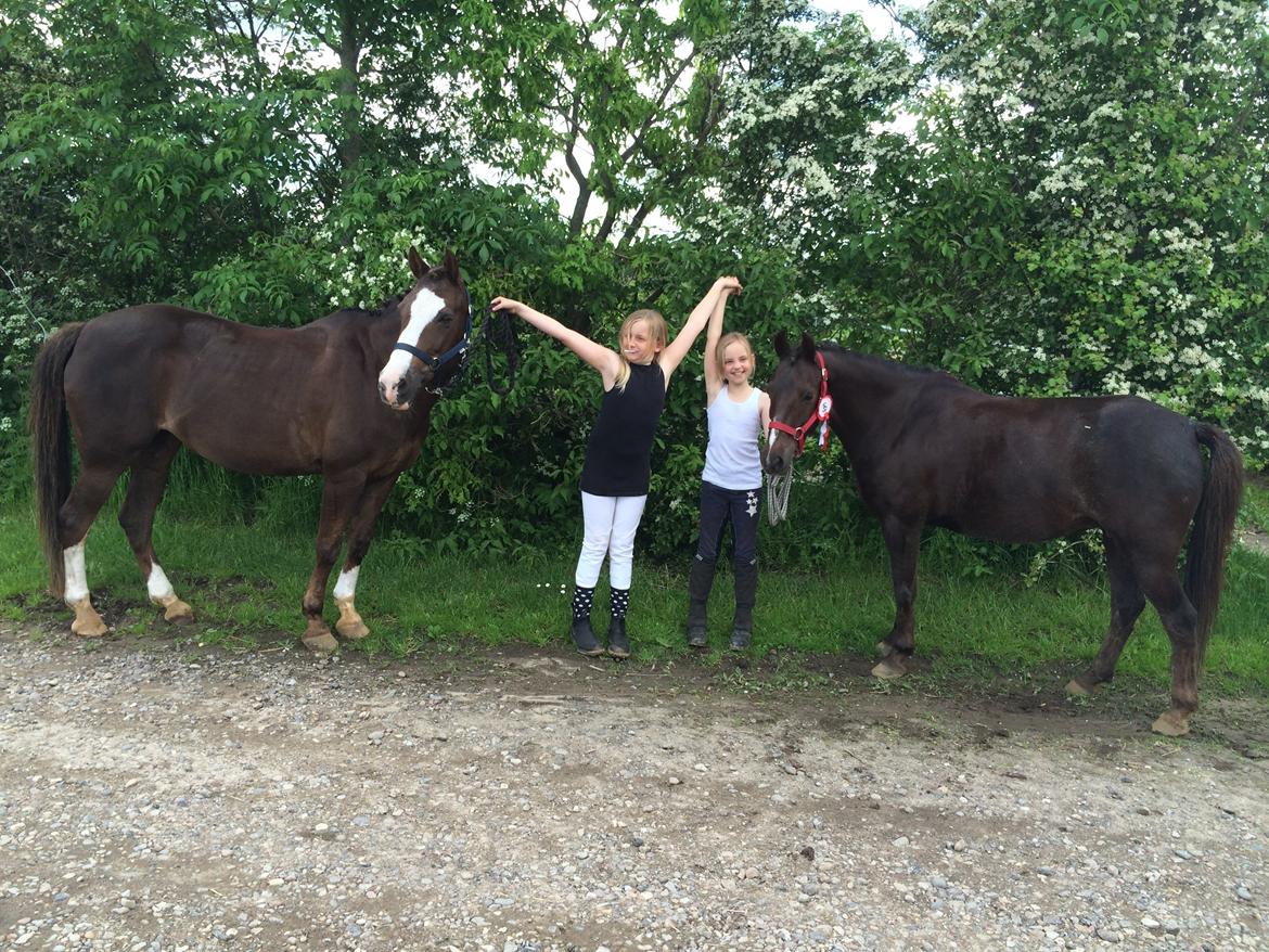 New Forest Bella - "YES fik en første plads" billede 17