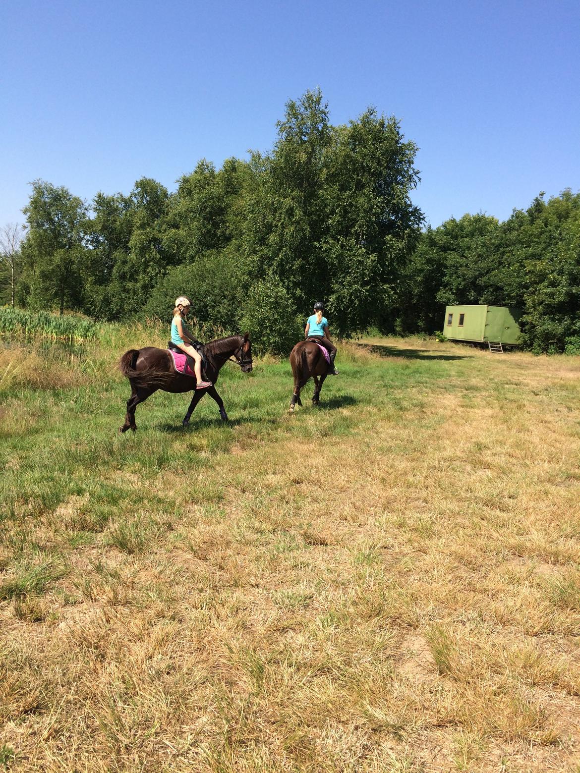New Forest Bella - Her rider vi en tur på engen billede 18